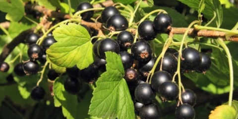 Soda od lisnih uši na ribizli i za obilnu žetvu